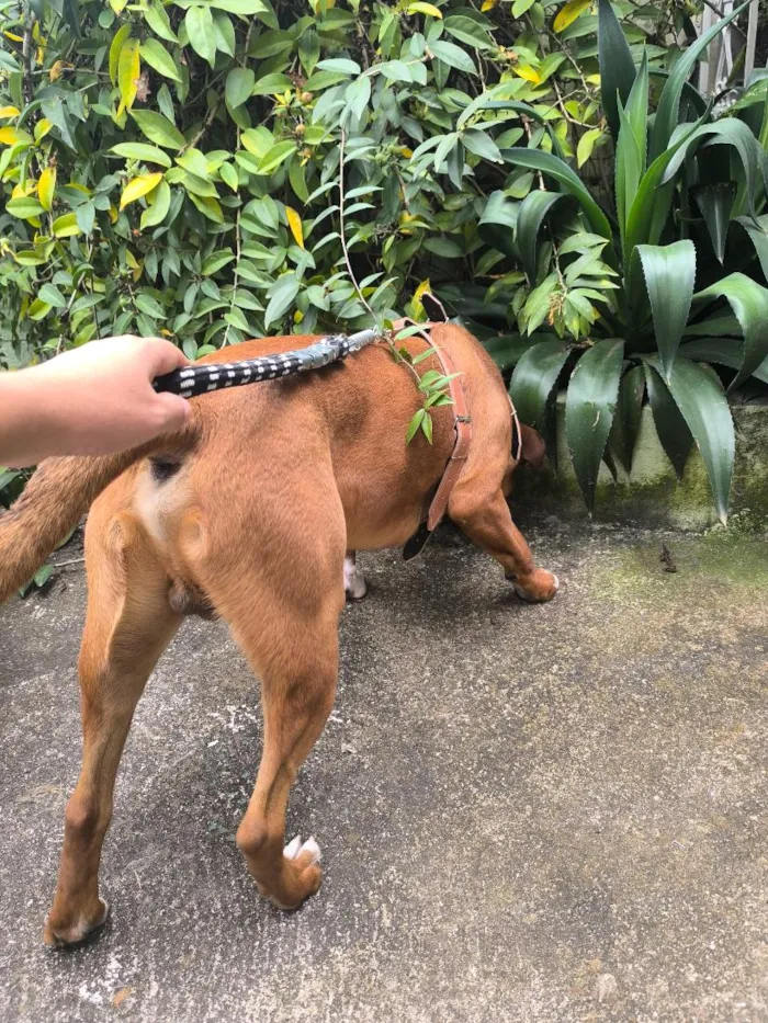 Cachorro raça SRD-ViraLata idade 7 a 11 meses nome Thor