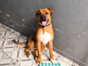 Cachorro raça SRD-ViraLata idade 7 a 11 meses nome Thor