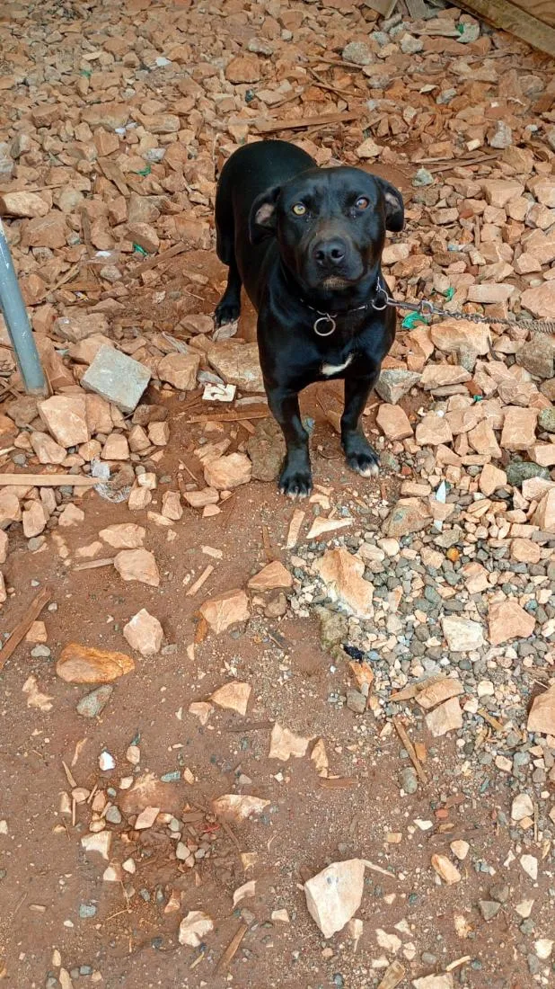 Cachorro raça SRD-ViraLata idade 2 anos nome Feijão