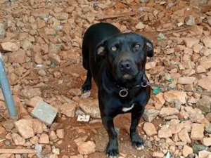 Cachorro raça SRD-ViraLata idade 2 anos nome Feijão