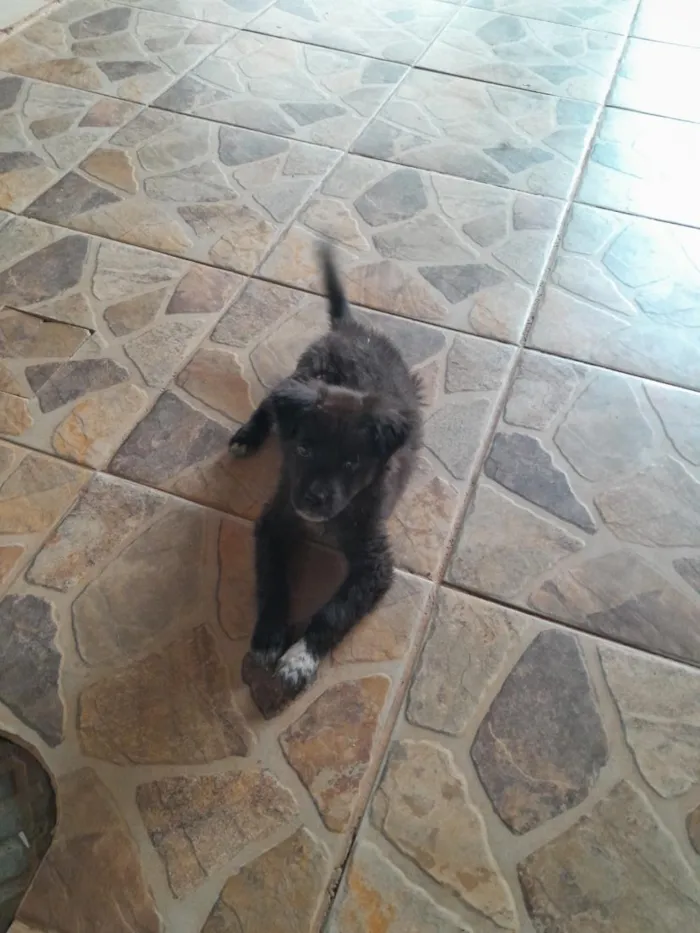 Cachorro raça SRD-ViraLata idade 2 a 6 meses nome jade