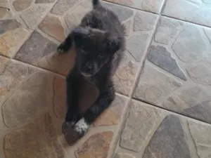 Cachorro raça SRD-ViraLata idade 2 a 6 meses nome jade