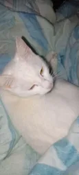 Floquinho