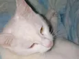 Floquinho