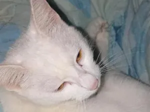 Gato raça SRD-ViraLata idade 1 ano nome Floquinho