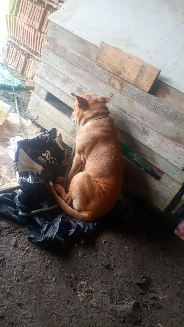 Cachorro raça Pit-Bull idade 6 ou mais anos nome Thor 