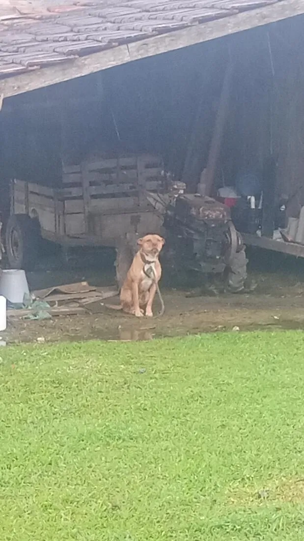 Cachorro raça Pit-Bull idade 6 ou mais anos nome Thor 