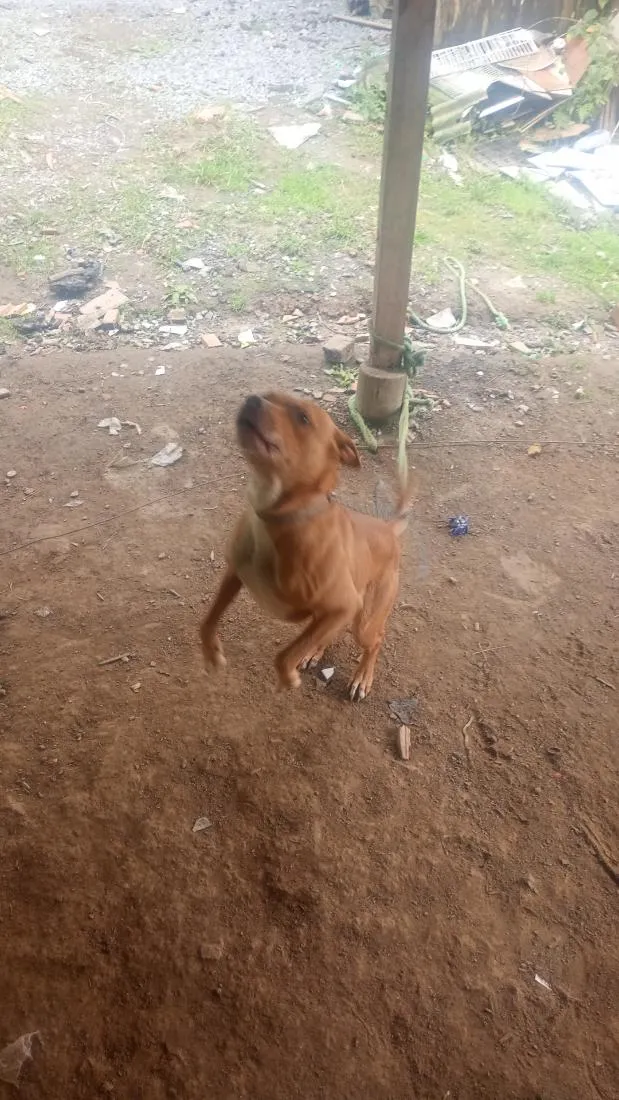 Cachorro raça Pit-Bull idade 6 ou mais anos nome Thor 