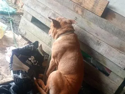 Cachorro raça Pit-Bull idade 6 ou mais anos nome Thor 