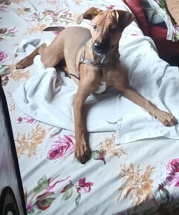 Cachorro raça SRD-ViraLata idade 7 a 11 meses nome Nina