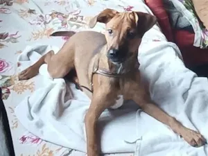 Cachorro raça SRD-ViraLata idade 7 a 11 meses nome Nina