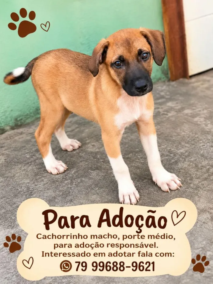 Cachorro raça SRD-ViraLata idade 2 a 6 meses nome caramela