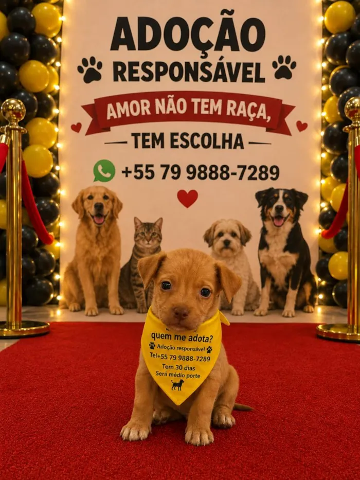 Cachorro raça SRD-ViraLata idade Abaixo de 2 meses nome creme