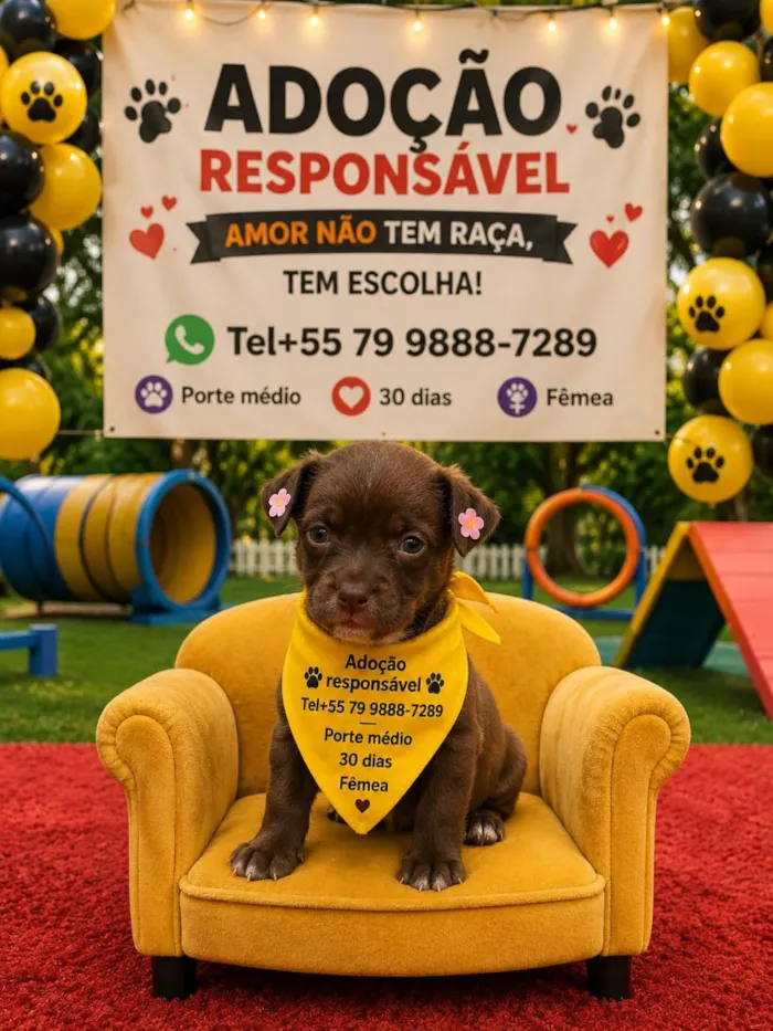 Cachorro raça SRD-ViraLata idade Abaixo de 2 meses nome chocolate 