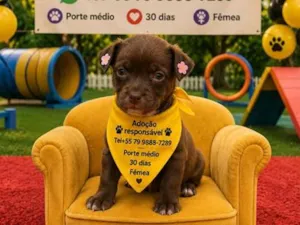 Cachorro raça SRD-ViraLata idade Abaixo de 2 meses nome chocolate 