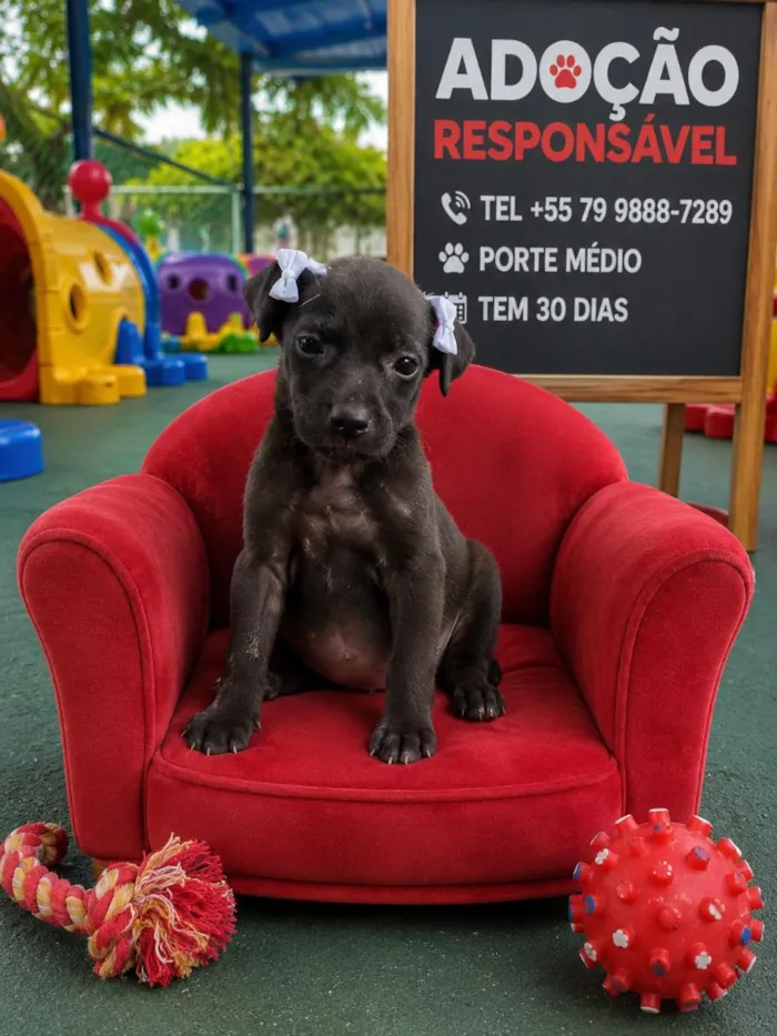 Cachorro raça SRD-ViraLata idade Abaixo de 2 meses nome preta