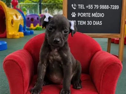 Cachorro raça SRD-ViraLata idade Abaixo de 2 meses nome preta