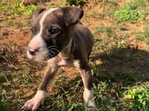 Cachorro raça Pit-Bull idade Abaixo de 2 meses nome Venom