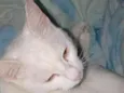 Floquinho