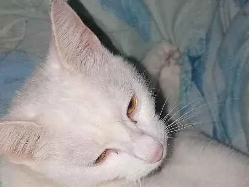 Gato raça SRD-ViraLata idade 1 ano nome Floquinho