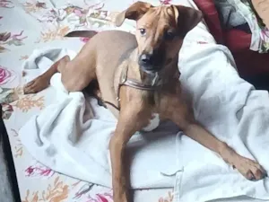 Cachorro raça SRD-ViraLata idade 7 a 11 meses nome Nina