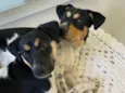 DOAÇÃO CACHORRAS 