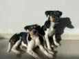 DOAÇÃO CACHORRAS 