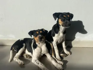 Cachorro raça SRD-ViraLata idade 2 a 6 meses nome DOAÇÃO CACHORRAS 