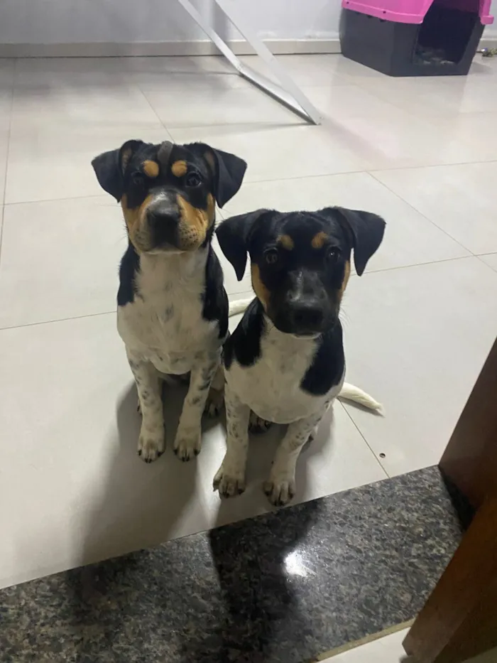 Cachorro raça SRD-ViraLata idade 2 a 6 meses nome DOAÇÃO CACHORRAS 