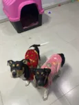 DOAÇÃO CACHORRAS 