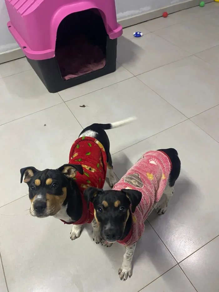 Cachorro raça SRD-ViraLata idade 2 a 6 meses nome DOAÇÃO CACHORRAS 