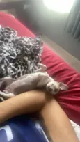 PITOCO 