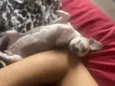 PITOCO 