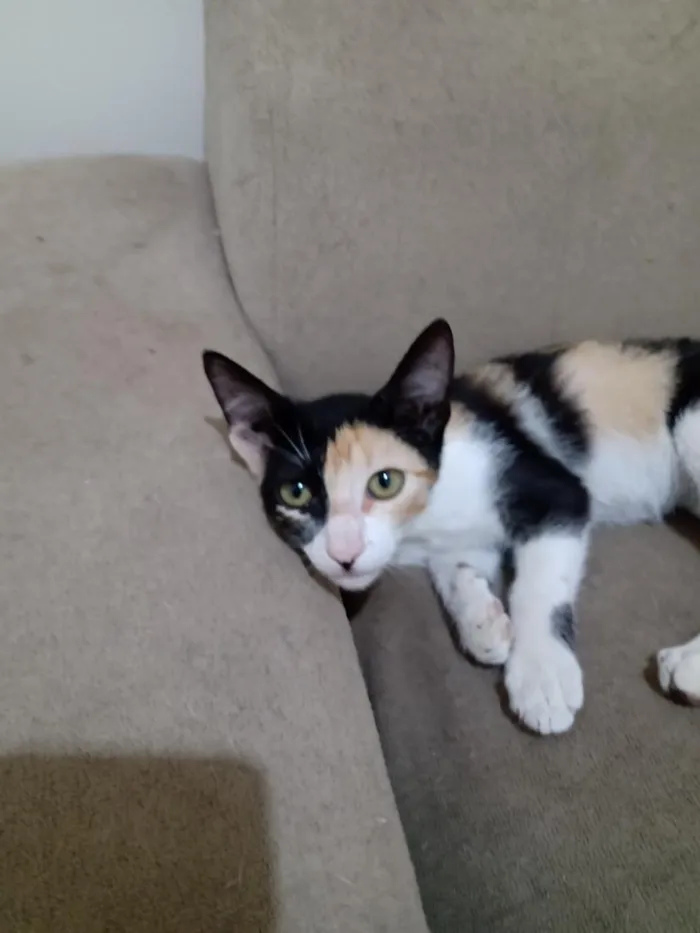 Gato raça SRD-ViraLata idade 2 a 6 meses nome Luna