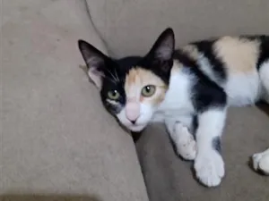 Gato raça SRD-ViraLata idade 2 a 6 meses nome Luna
