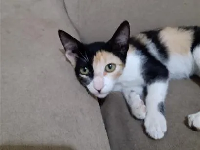 Gato raça SRD-ViraLata idade 2 a 6 meses nome Luna
