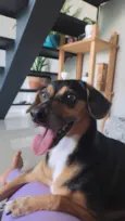 Angus