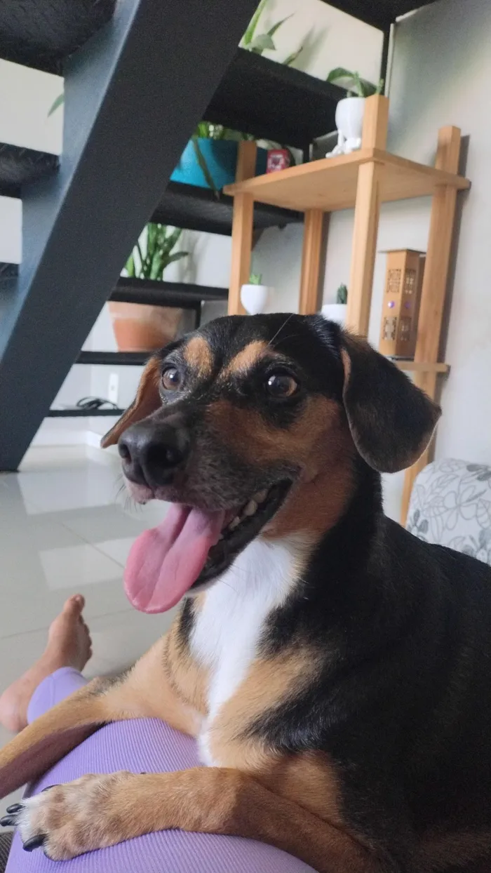 Cachorro raça SRD-ViraLata idade 6 ou mais anos nome Angus