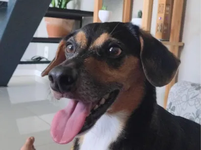Cachorro raça SRD-ViraLata idade 6 ou mais anos nome Angus