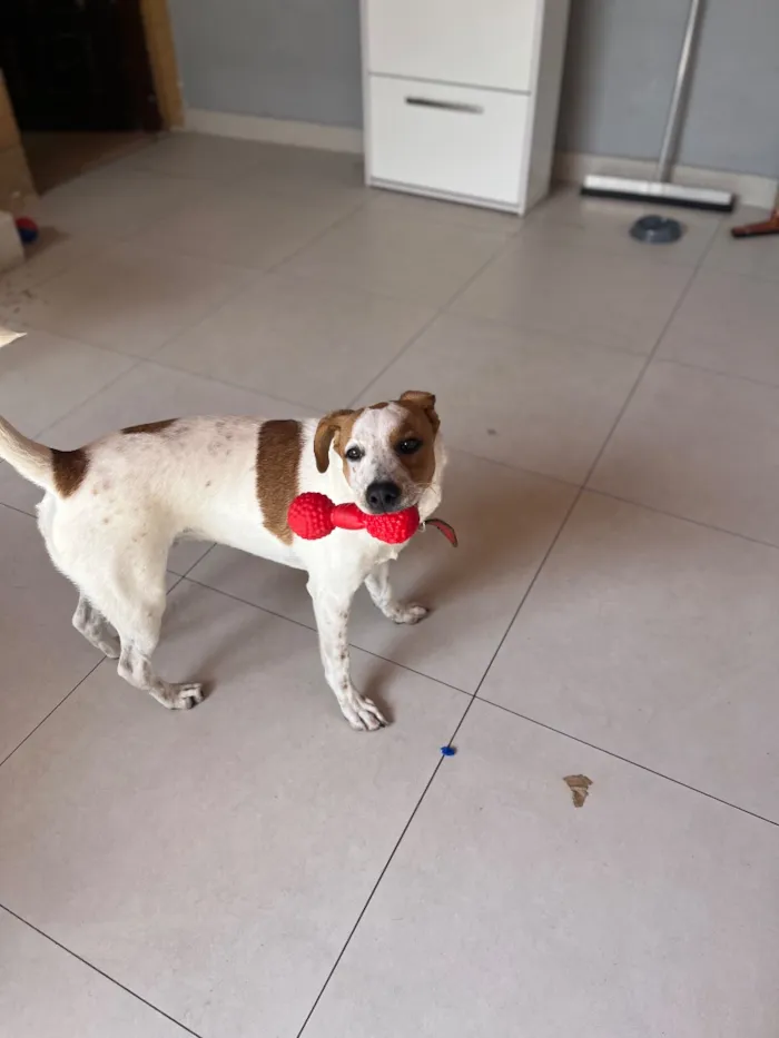 Cachorro raça SRD-ViraLata idade 7 a 11 meses nome Zeca