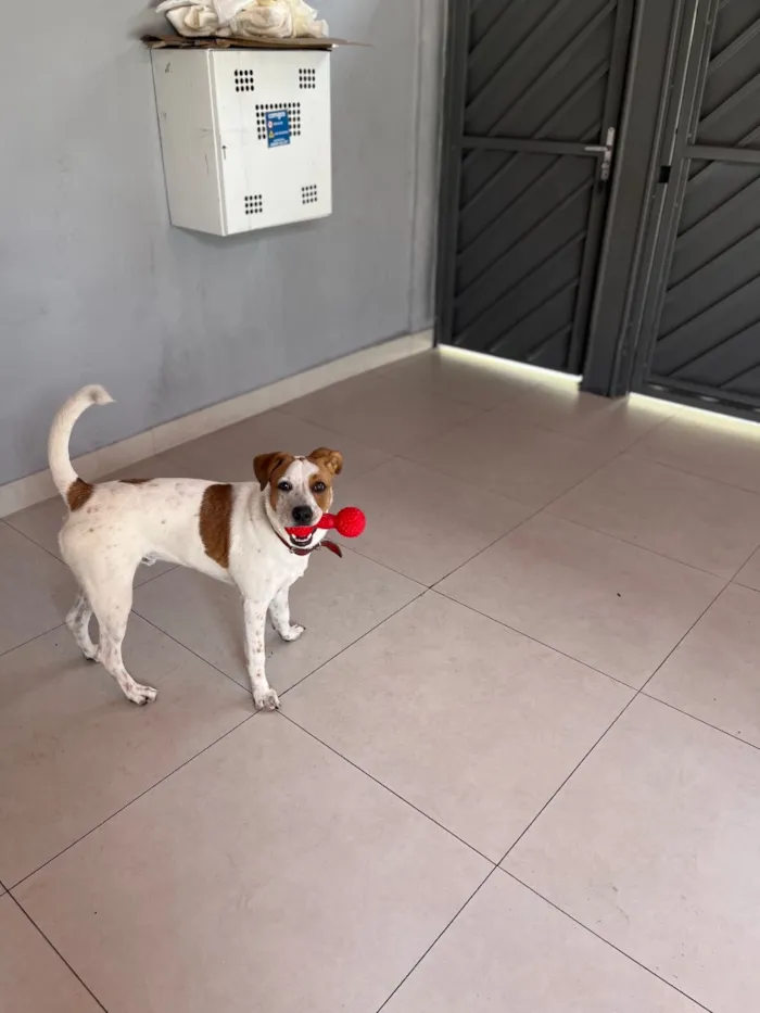Cachorro raça SRD-ViraLata idade 7 a 11 meses nome Zeca