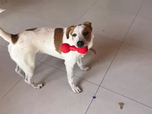 Cachorro raça SRD-ViraLata idade 7 a 11 meses nome Zeca