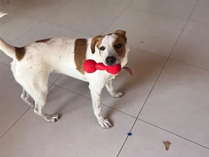 Cachorro raça SRD-ViraLata idade 7 a 11 meses nome Zeca