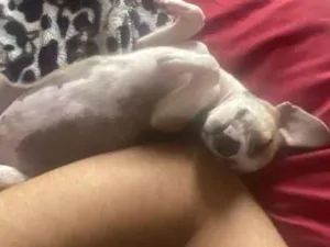 Cachorro raça SRD-ViraLata idade 2 a 6 meses nome PITOCO 