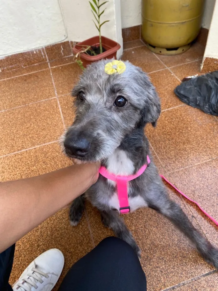 Cachorro raça SRD-ViraLata idade 2 anos nome Mila
