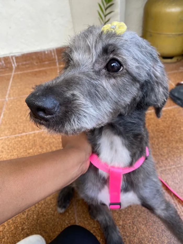 Cachorro raça SRD-ViraLata idade 2 anos nome Mila