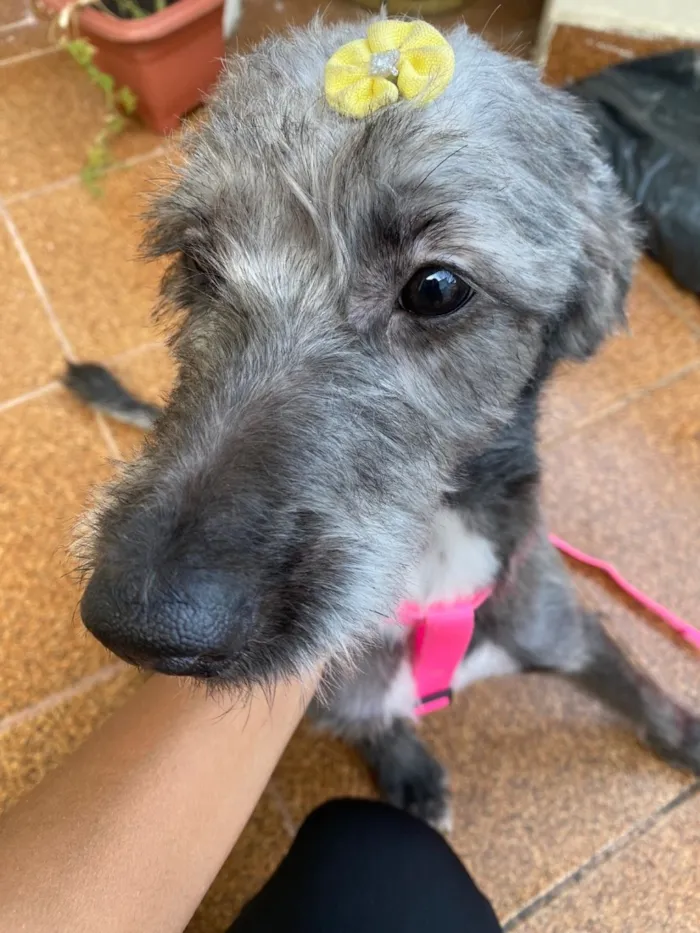 Cachorro raça SRD-ViraLata idade 2 anos nome Mila