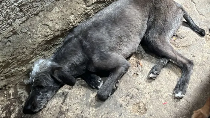 Cachorro raça SRD-ViraLata idade 2 anos nome Mila