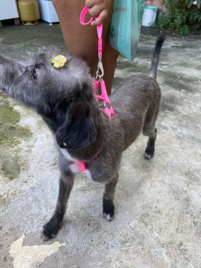 Cachorro raça SRD-ViraLata idade 2 anos nome Mila