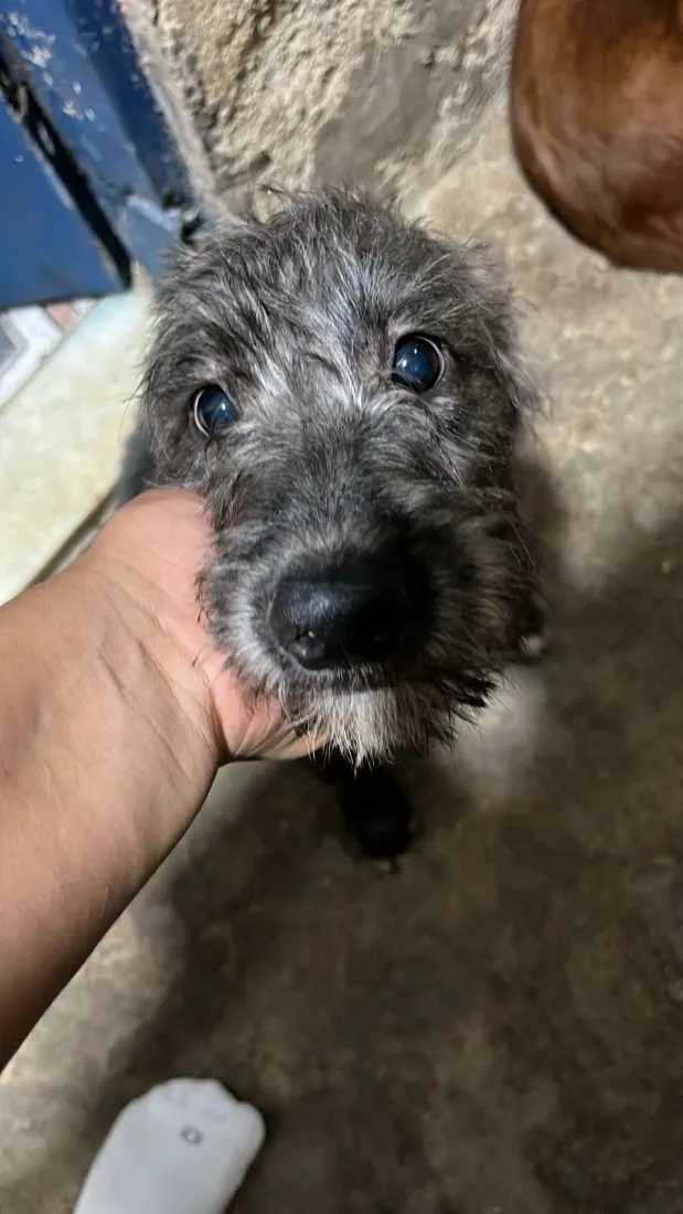 Cachorro raça SRD-ViraLata idade 2 anos nome Mila